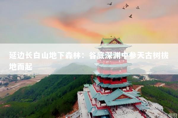 延边长白山地下森林：谷底深渊中参天古树拔地而起