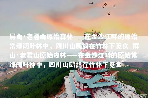 屏山·老君山原始森林——在金沙江畔的原始常绿阔叶林中，四川山鹧鸪在竹林下觅食_屏山·老君山原始森林——在金沙江畔的原始常绿阔叶林中，四川山鹧鸪在竹林下觅食