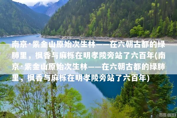 南京·紫金山原始次生林——在六朝古都的绿肺里，枫香与麻栎在明孝陵旁站了六百年(南京·紫金山原始次生林——在六朝古都的绿肺里，枫香与麻栎在明孝陵旁站了六百年)