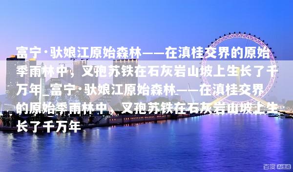 富宁·驮娘江原始森林——在滇桂交界的原始季雨林中，叉孢苏铁在石灰岩山坡上生长了千万年_富宁·驮娘江原始森林——在滇桂交界的原始季雨林中，叉孢苏铁在石灰岩山坡上生长了千万年